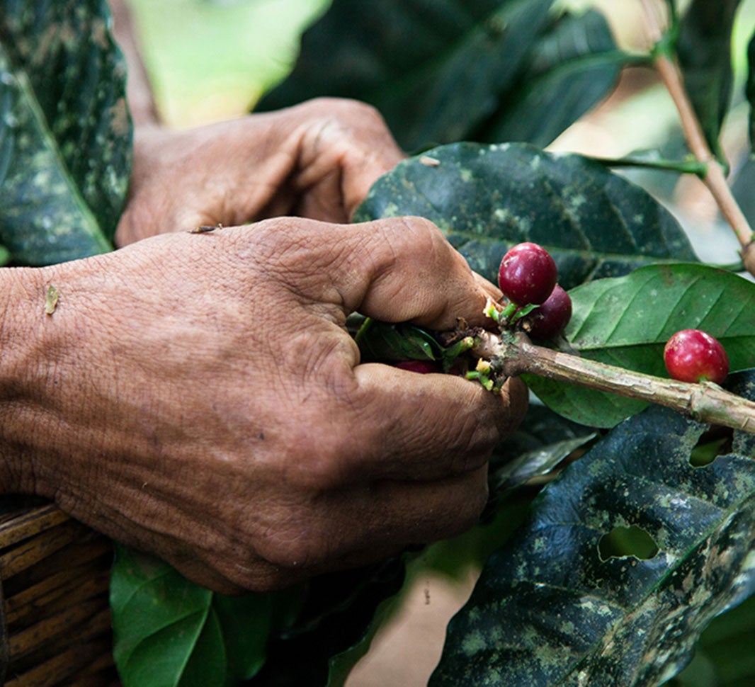  Arábica vs. robusta: Descubre las diferencias principales