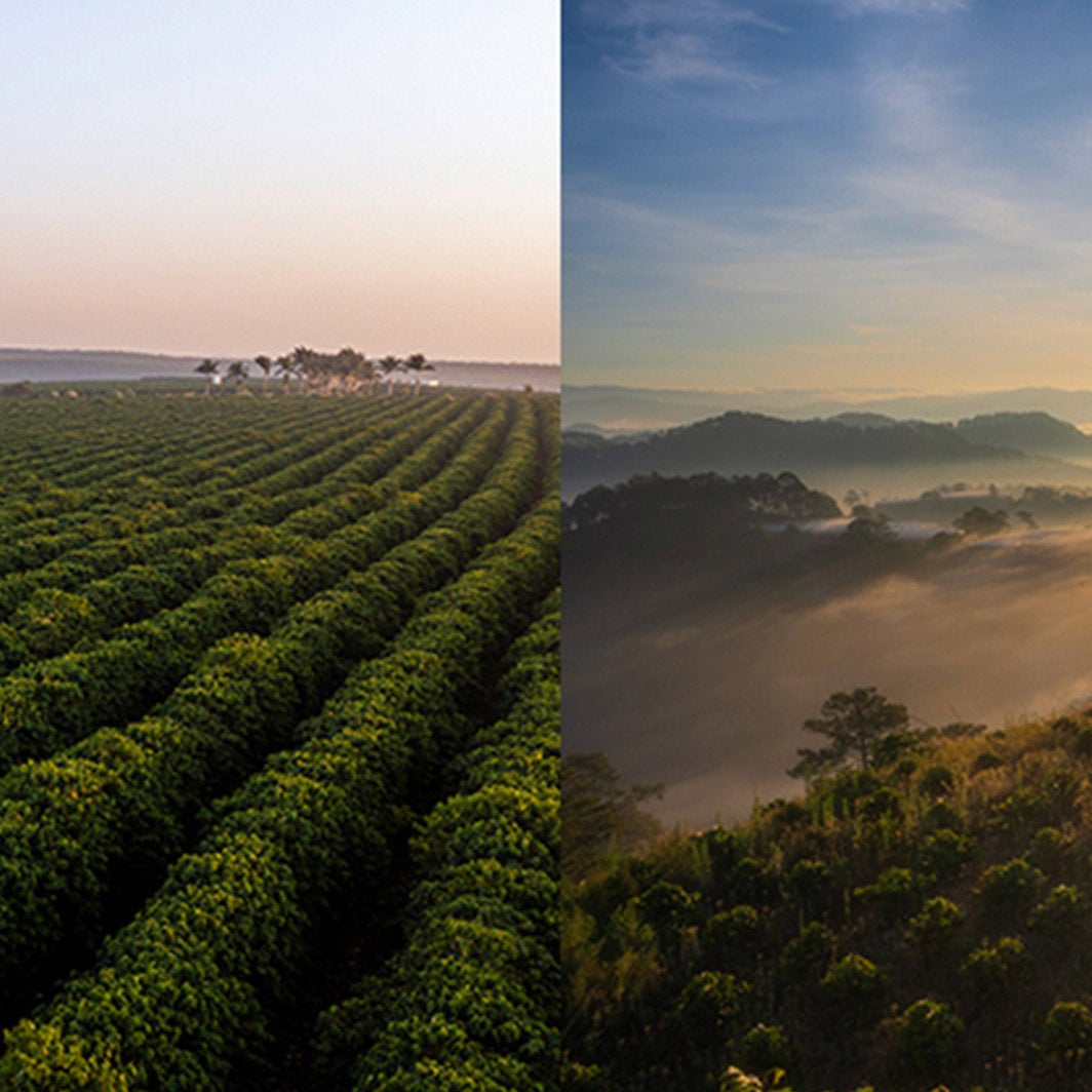  Arábica vs. robusta: Descubre las diferencias principales
