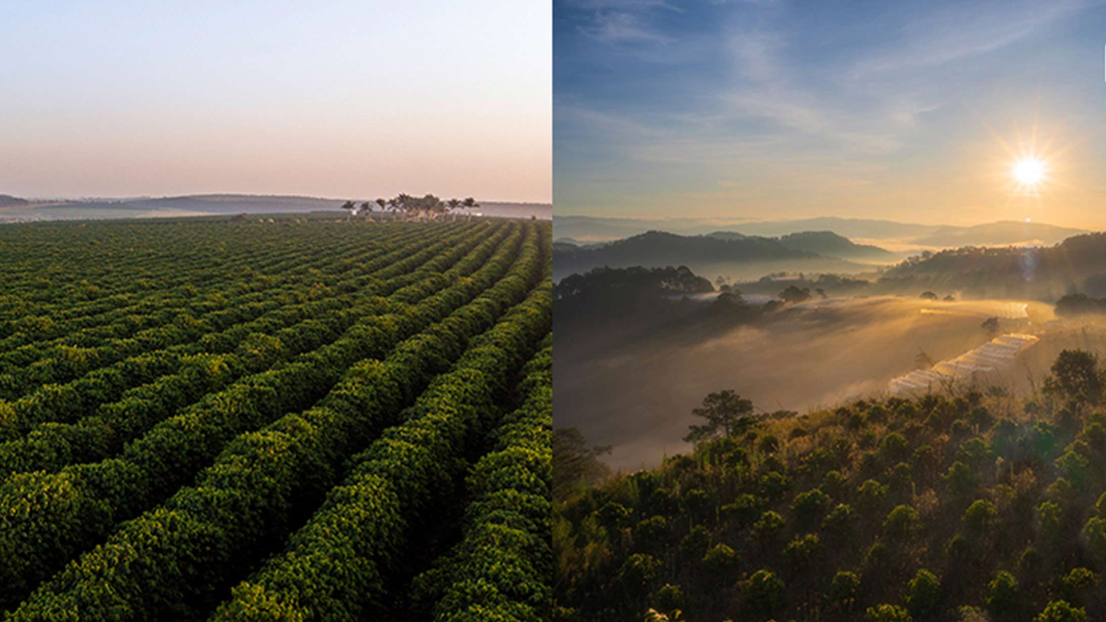  Arábica vs. robusta: Descubre las diferencias principales