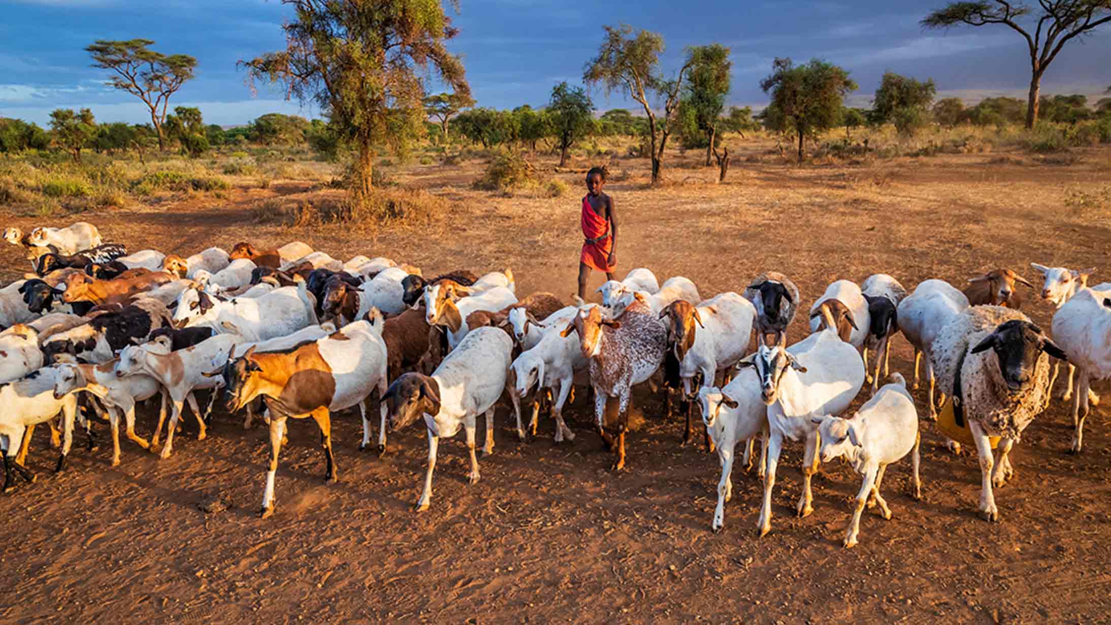 ¿Sabías que fue un pastor de cabras quien descubrió el café? O eso dicen, vaya.