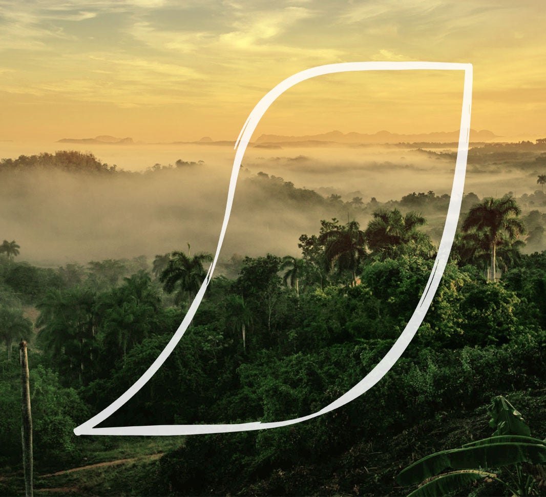 Vista de una plantación de café al amanecer