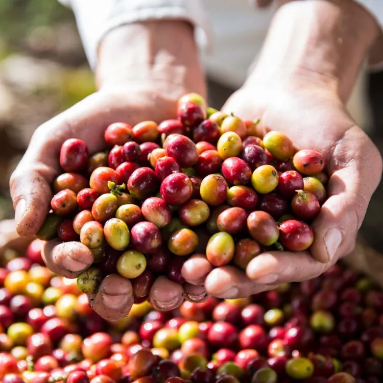El café soluble es natural