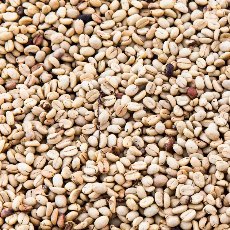 Granos de café robusta