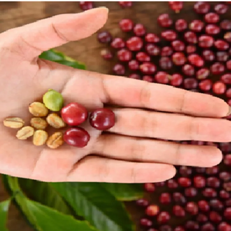 EL GRANO