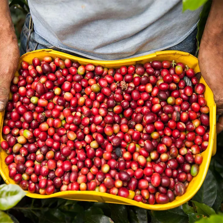 Centrado en los orígenes de donde NESCAFÉ obtiene el 90% de su café