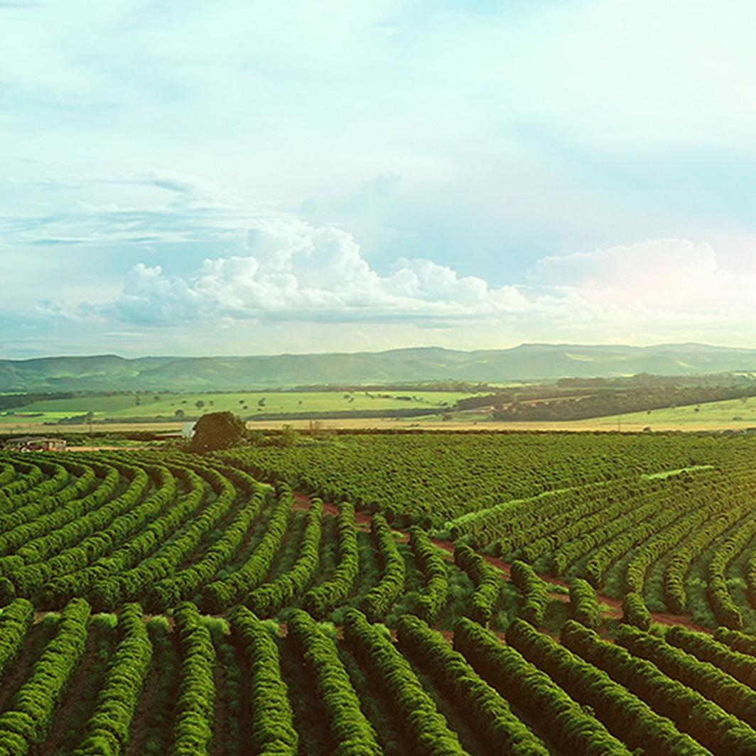 Nescafé® y Rainforest Alliance aúnan esfuerzos