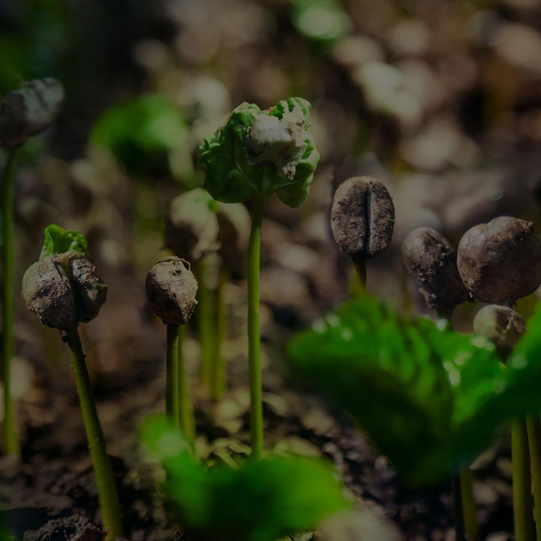 Hay mucho más detrás de cada taza de café