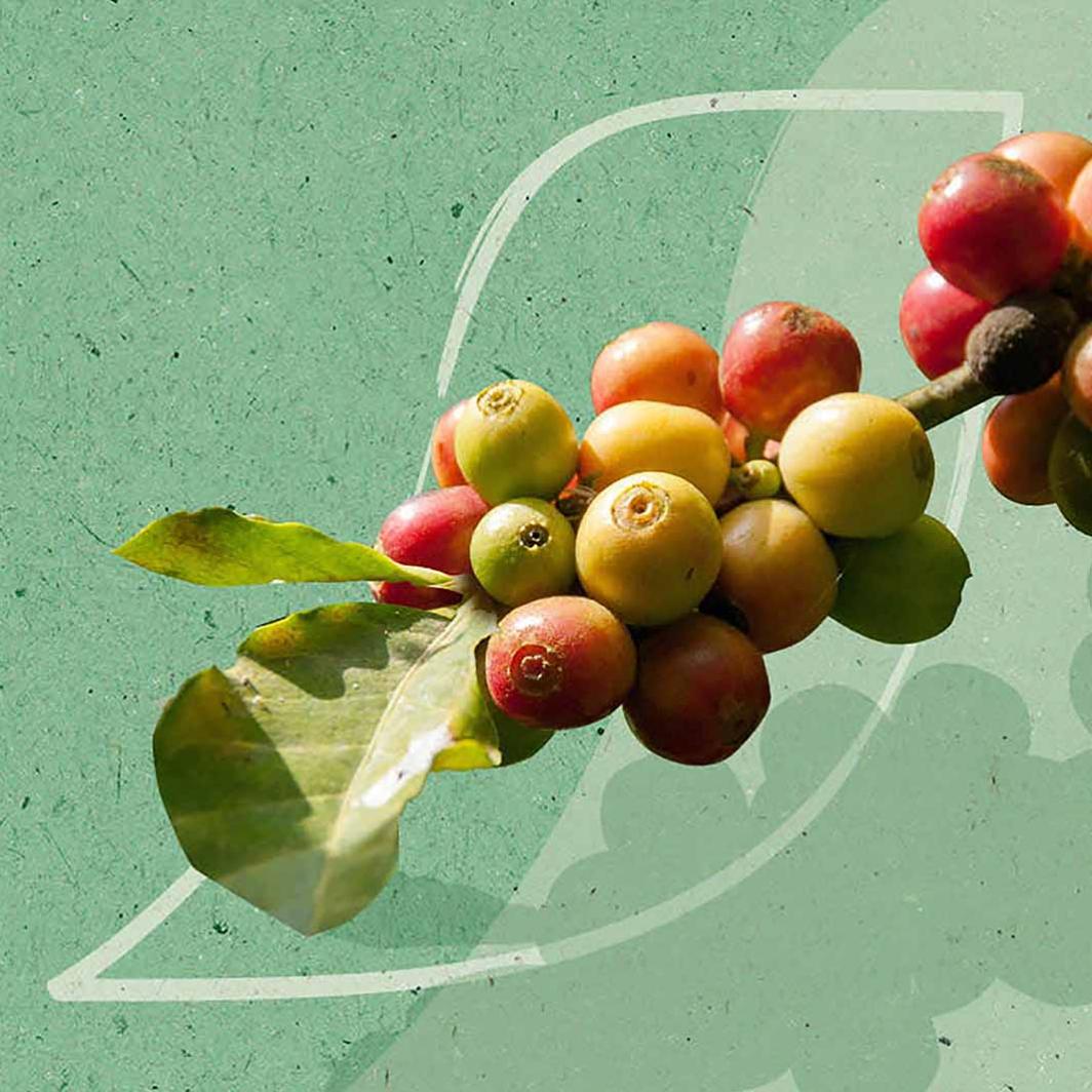 Todo sobre el café ecológico