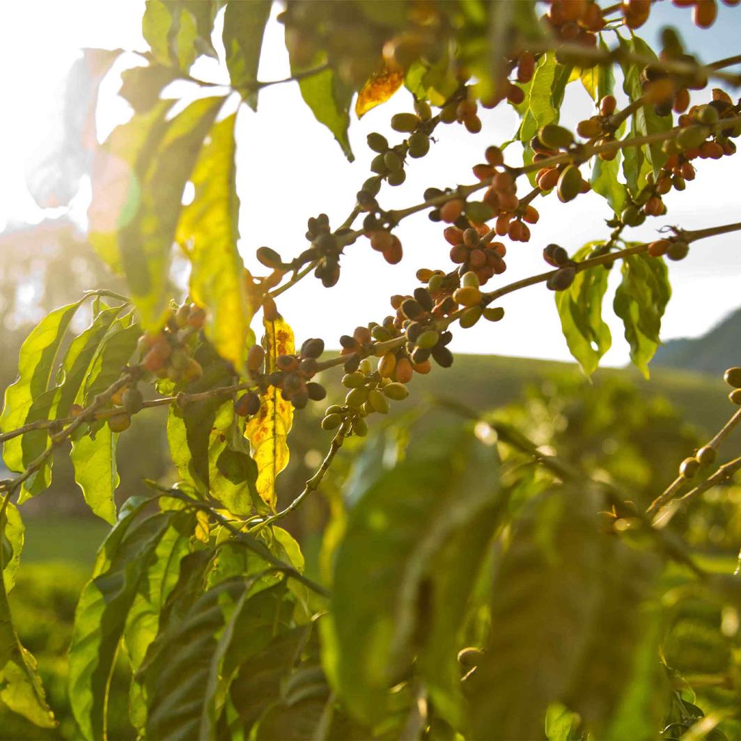 Abastecimiento responsable