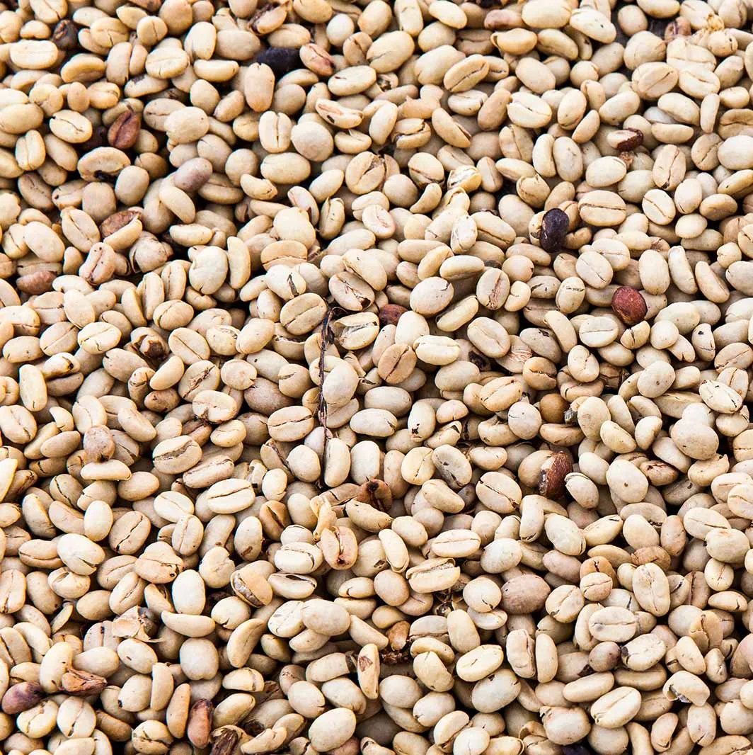 Granos de café robusta