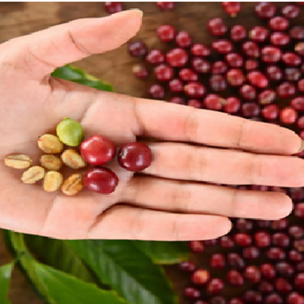 EL GRANO