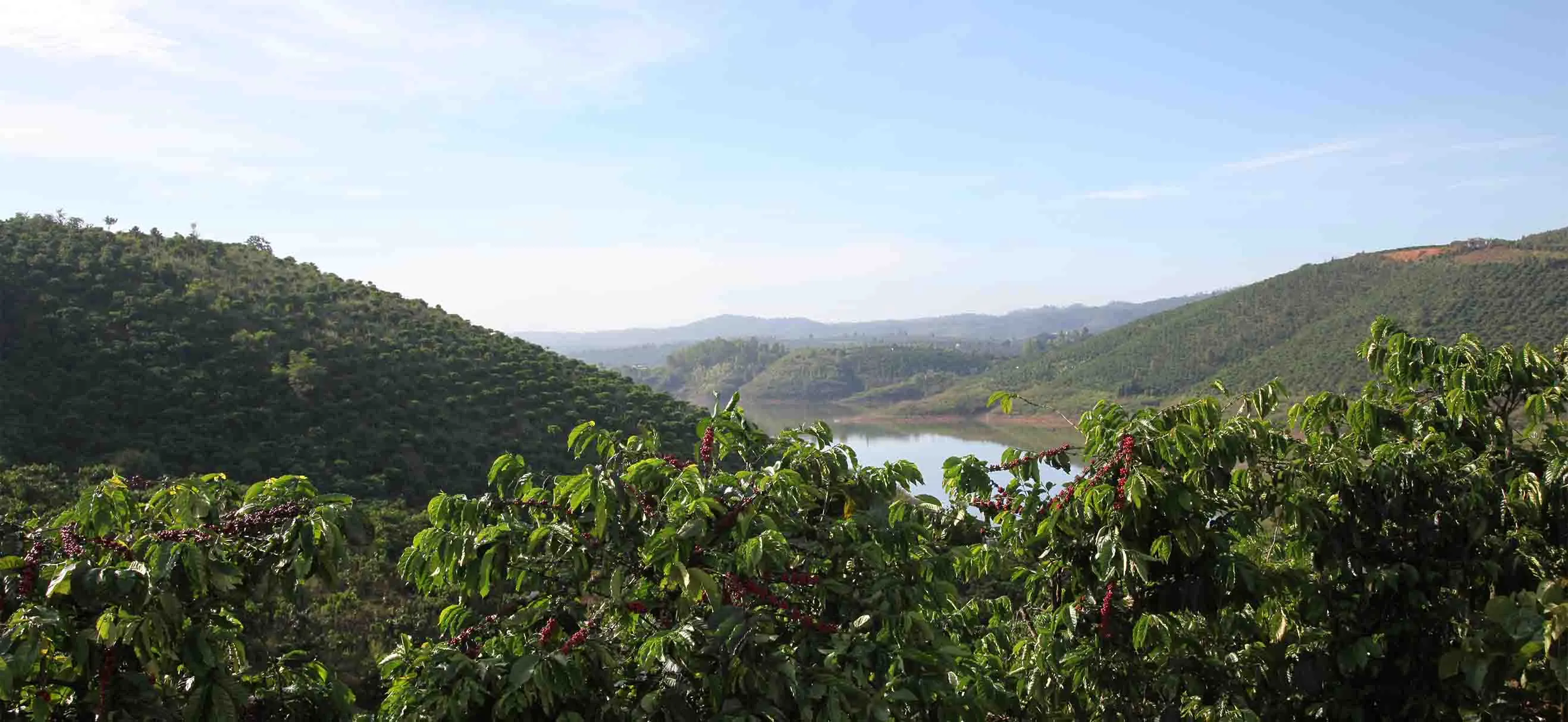 Campos de cultivo de café