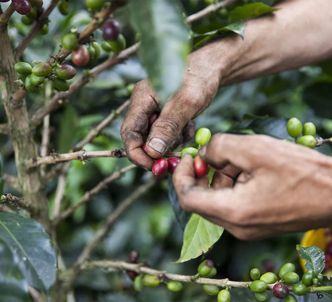 Apoyar la transición de los agricultores a la caficultura regenerativa