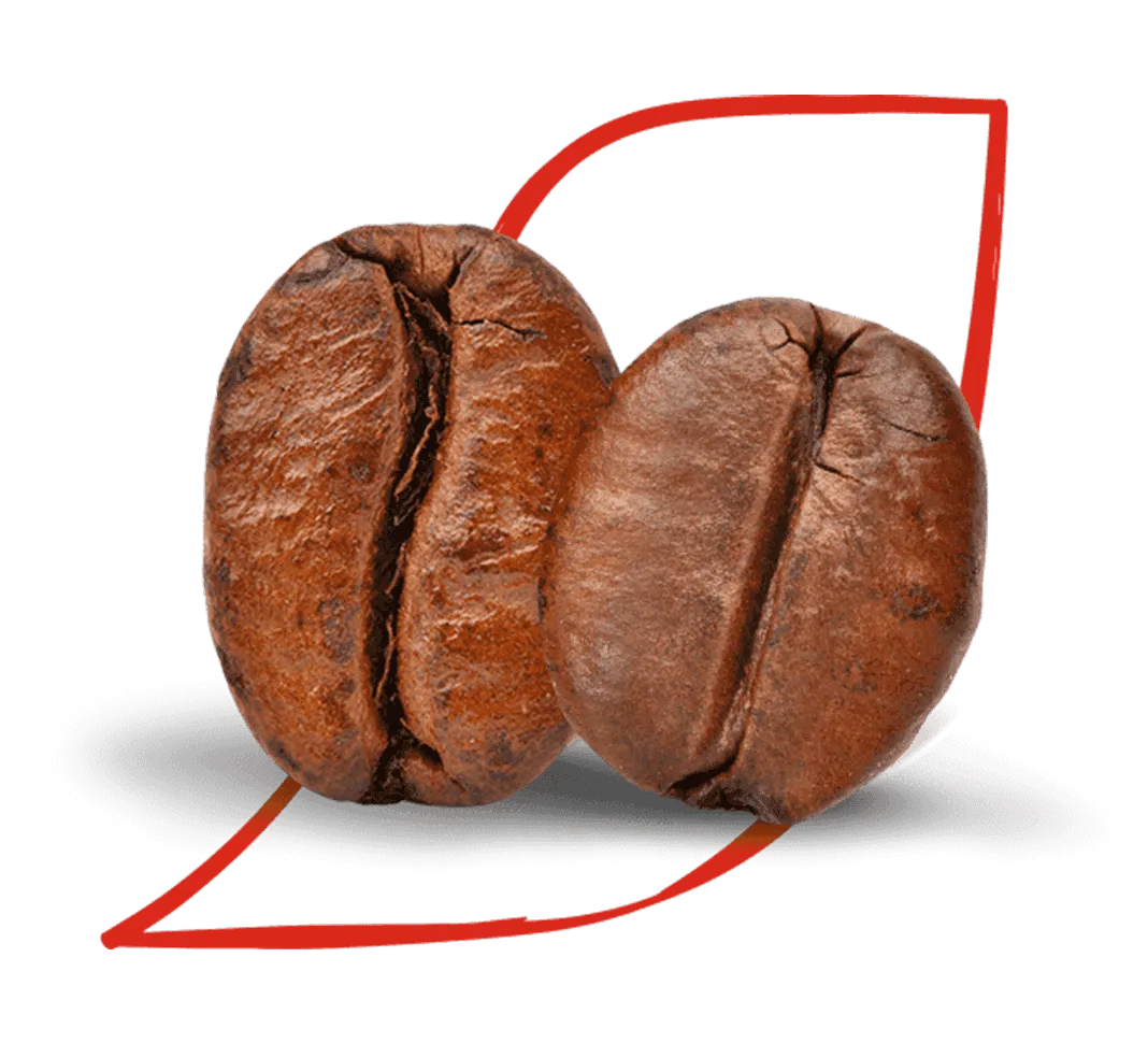 Arábica vs. robusta: Descubre las diferenci