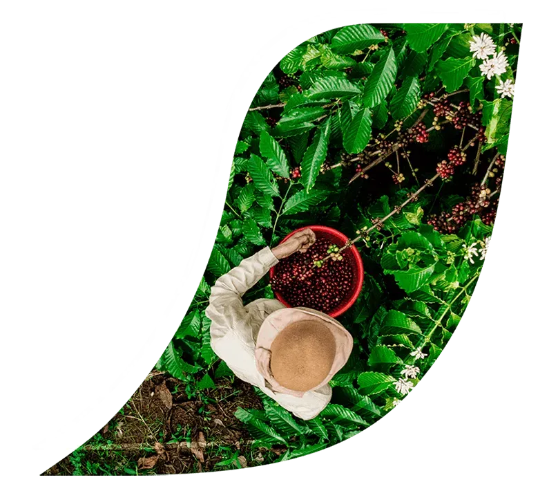 Descubre cómo obtenemos el café en NESCAFÉ® 