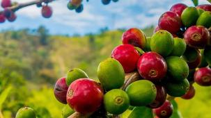 TODO SOBRE LA PLANTA DEL CAFÉ