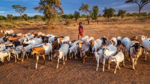 ¿Sabías que fue un pastor de cabras quien descubrió el café? O eso dicen, vaya.