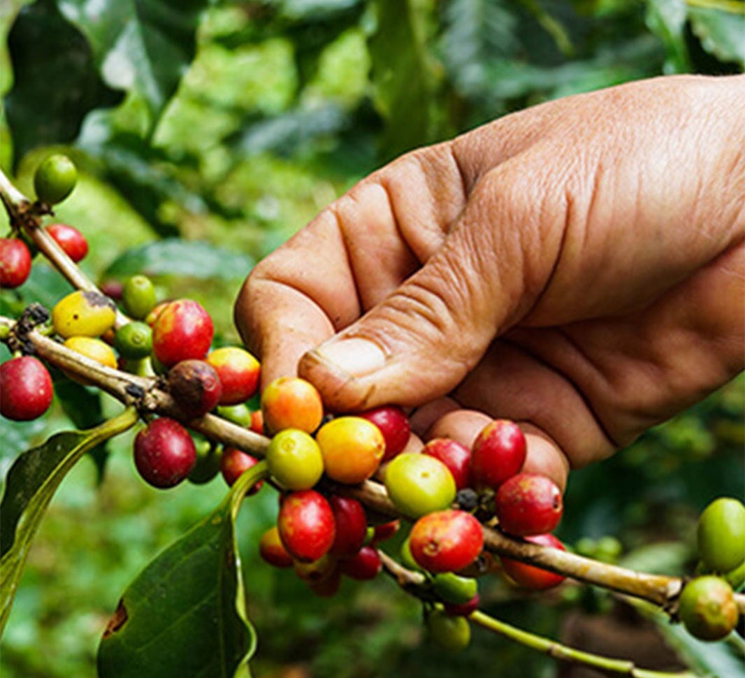 kahvimarjoja pitelevä käsi
