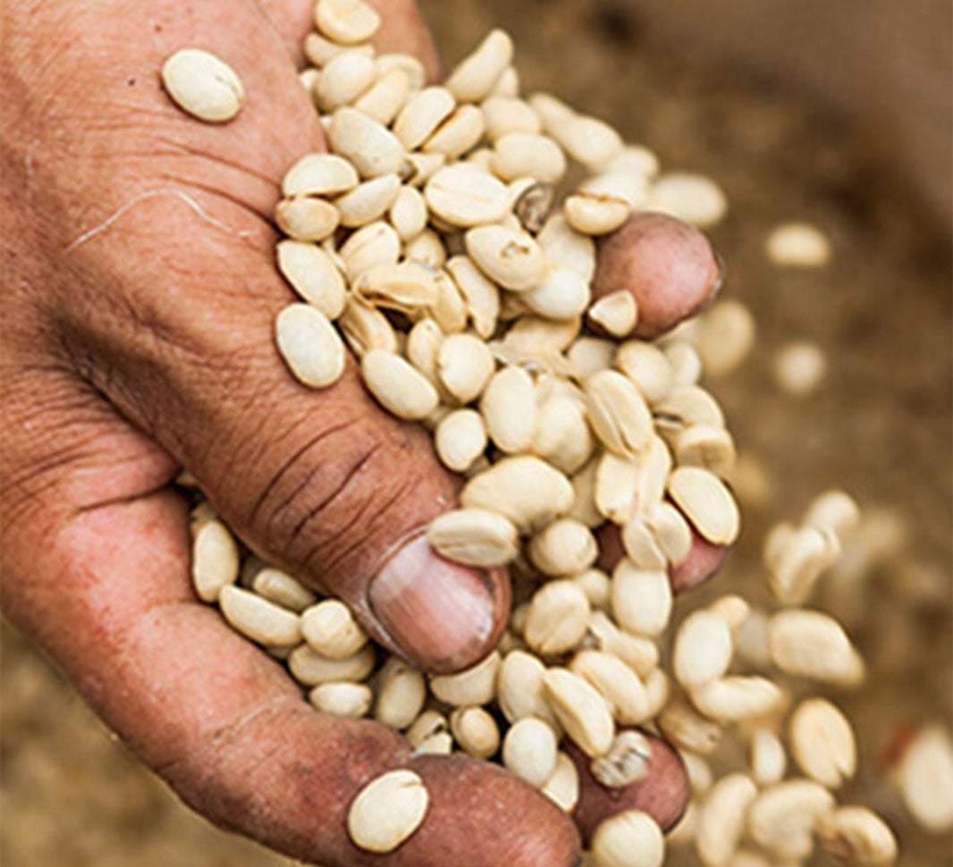 pussillista kahvipapuja pitelevä käsi