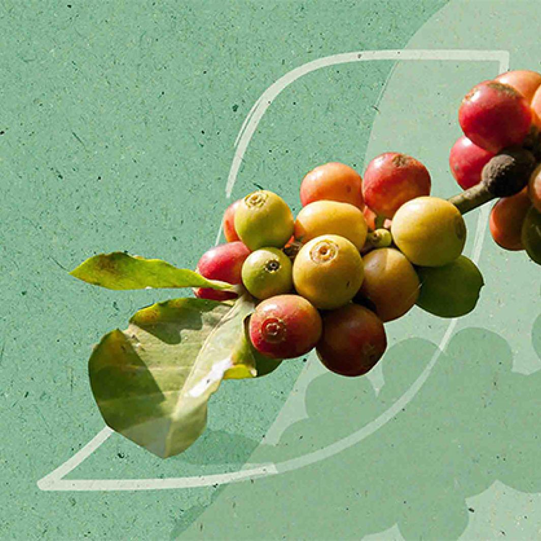 Mikä on luomukahvi?