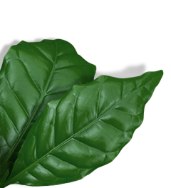 coffee leaf