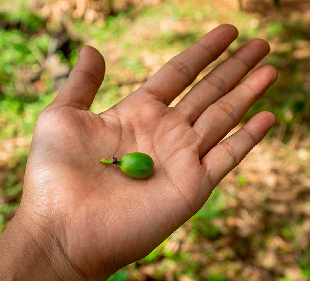 planting a coffee plant