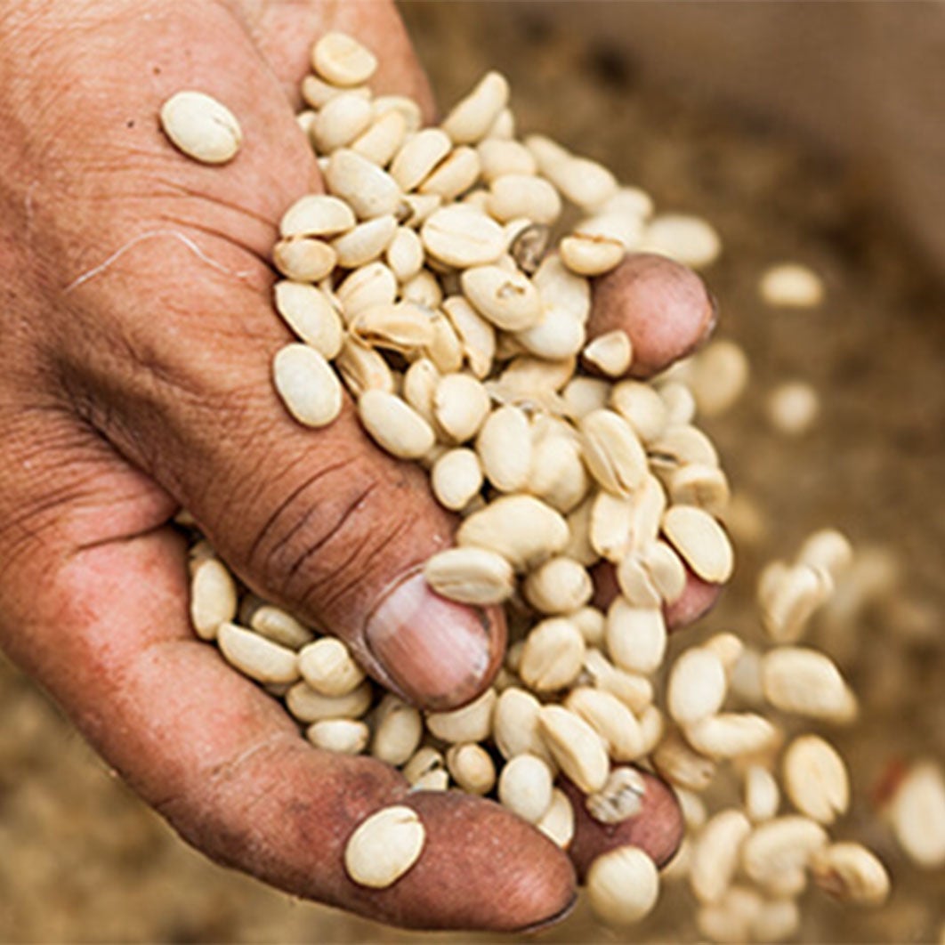 Mains tenant des grains de café dans un sac