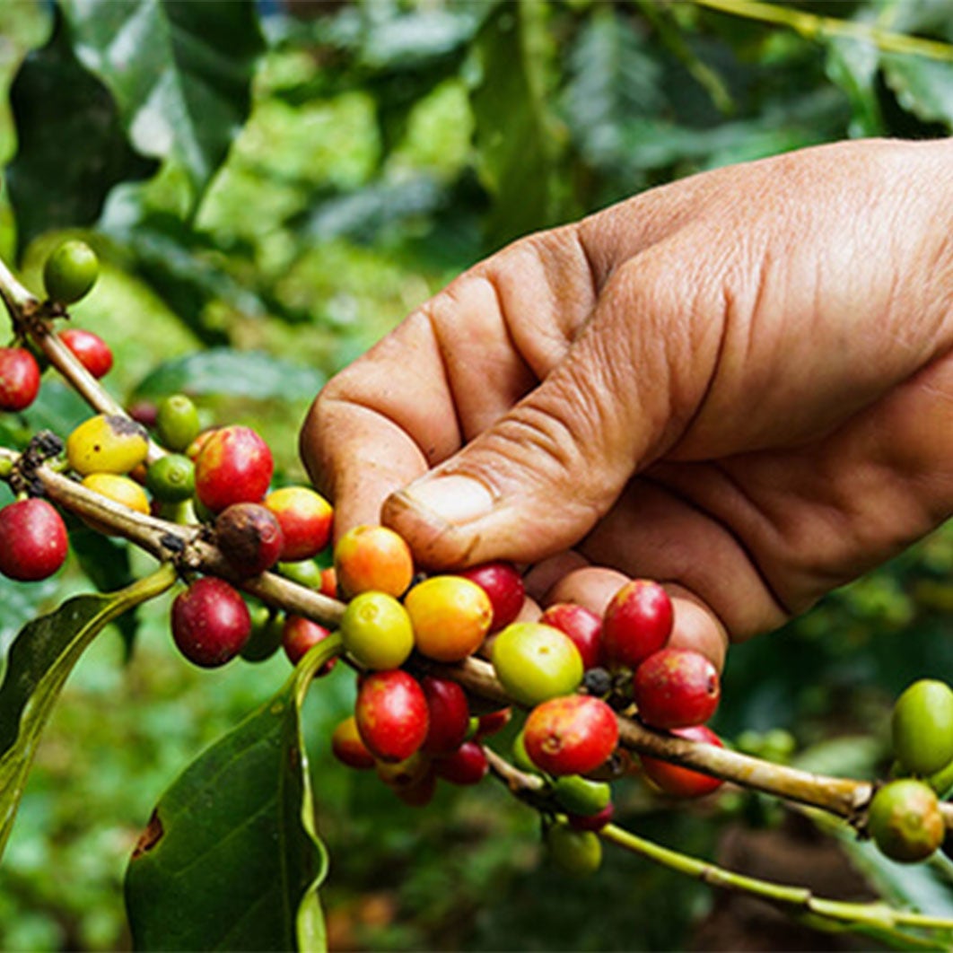 Main qui cueille des cerises de café