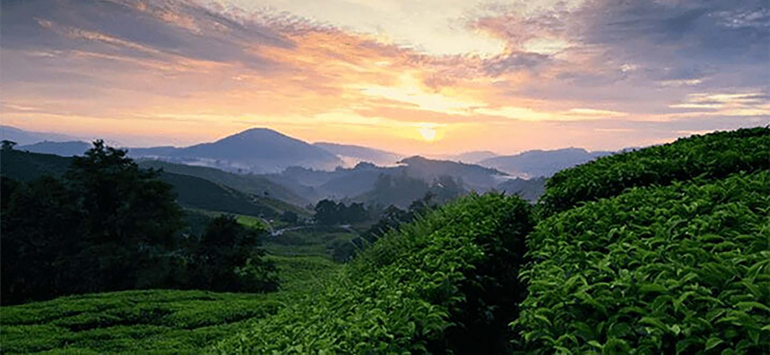Plantation de café au crépuscule