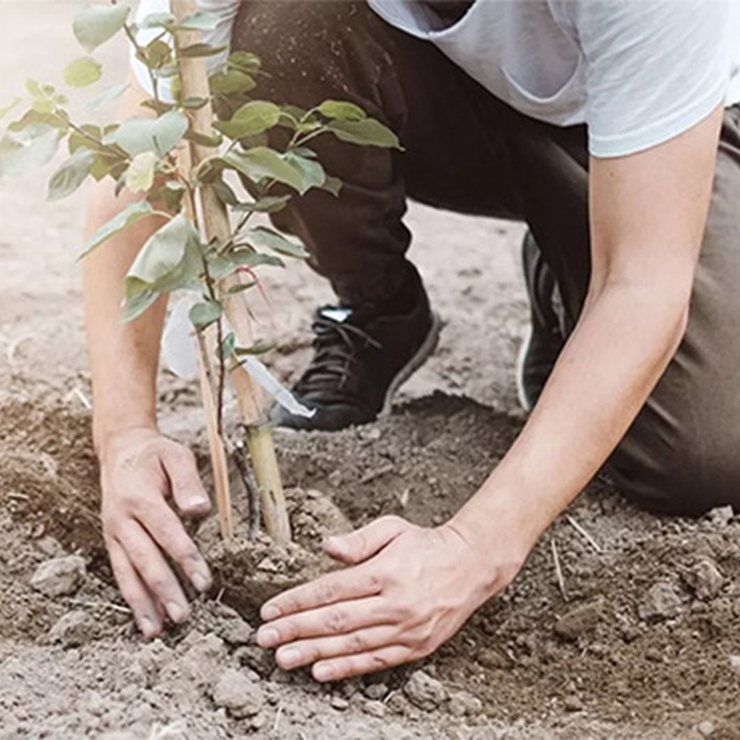 homme plantant un arbre dans le sol
