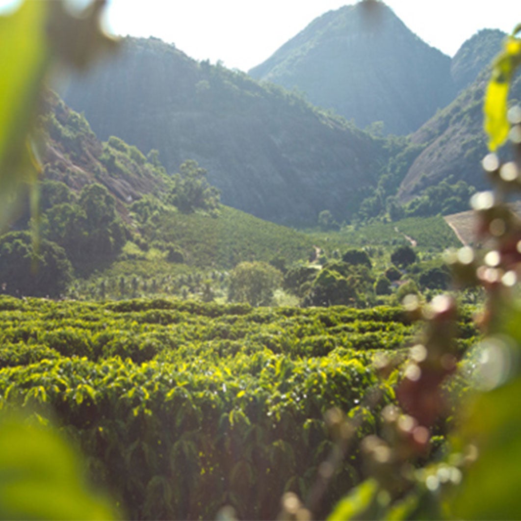 vue d'une plantation