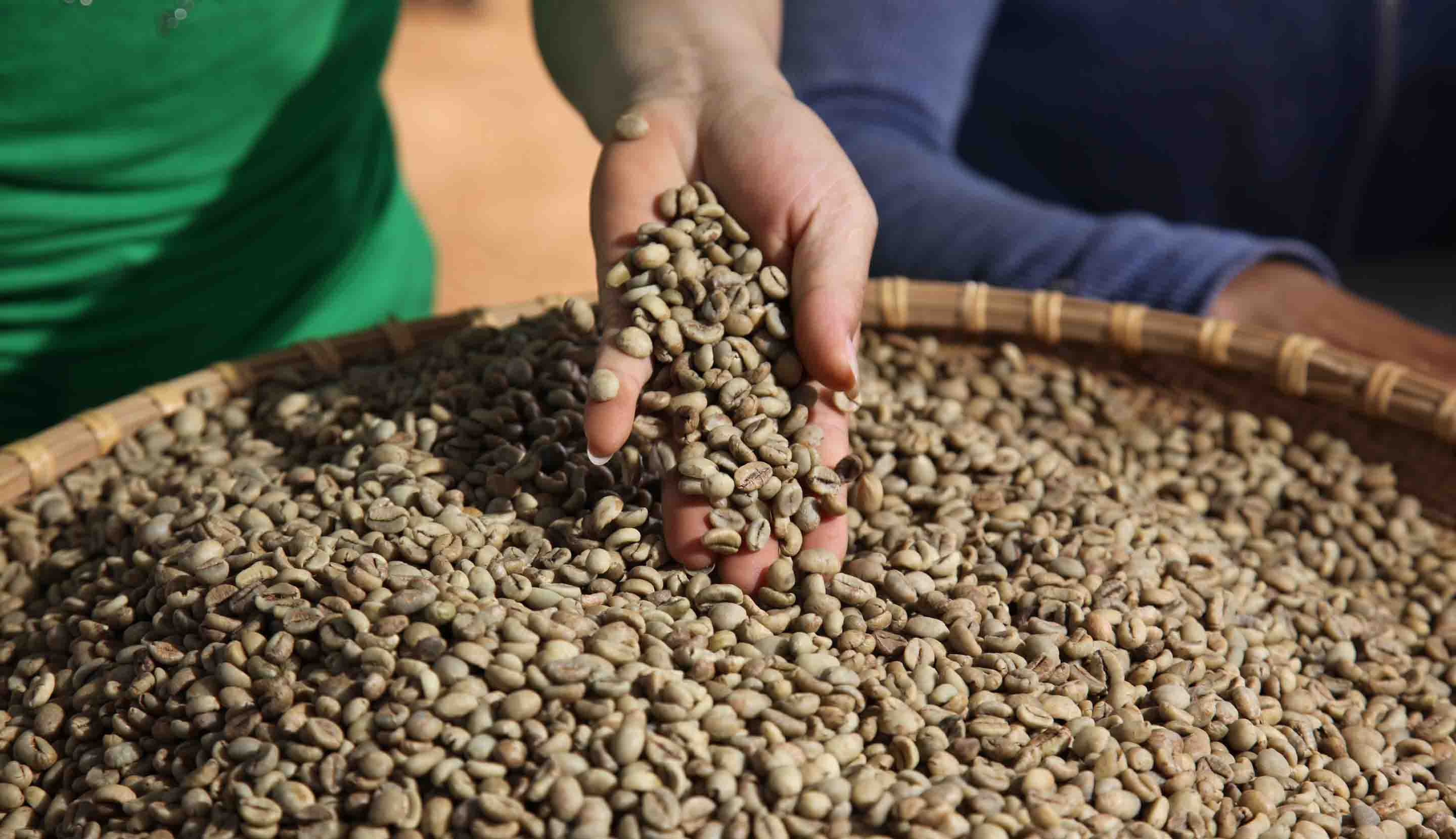 la main tient les grains de café