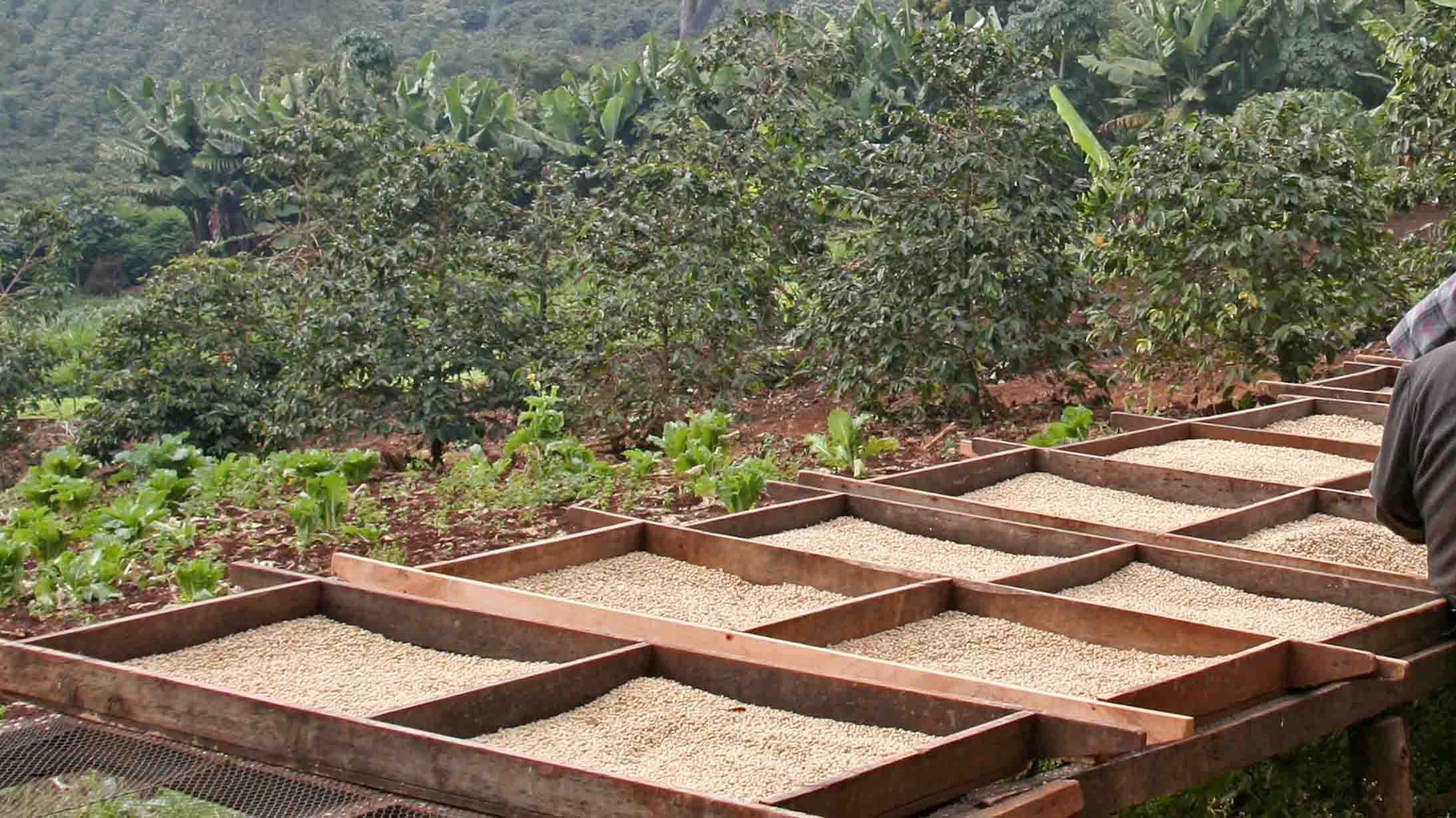 torréfaction du café