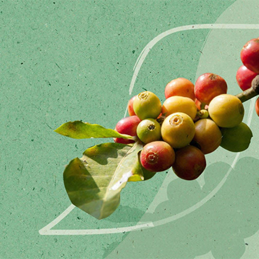 Qu'est-ce qu'un café bio ?