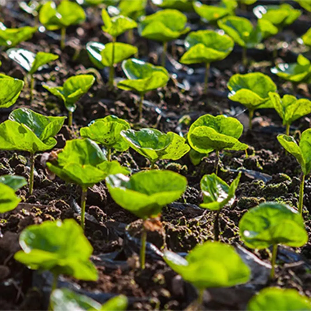 arbres à planter