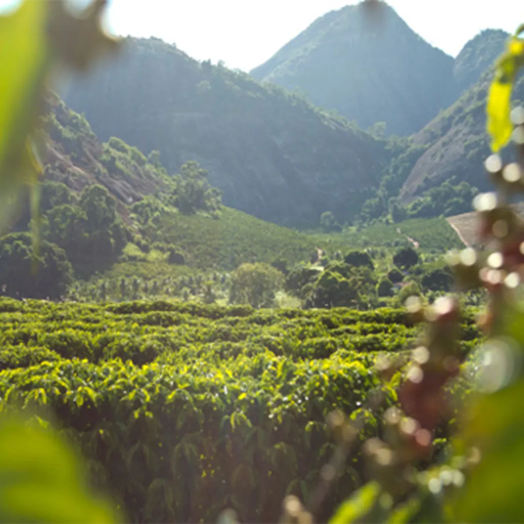 vue d'une plantation