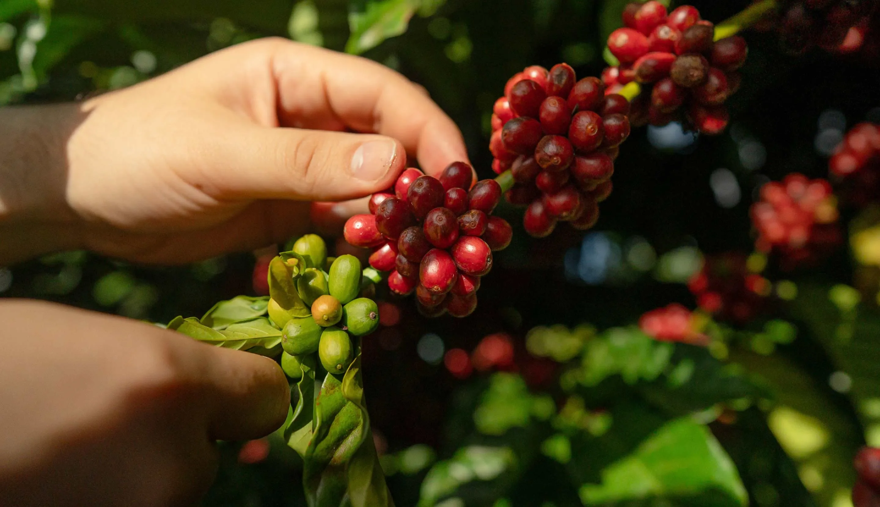 Immension dans la culture café au Brésil : ces producteurs qui préparent l’avenir