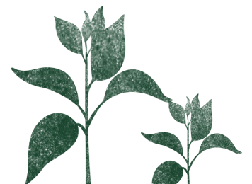left-plant-image
