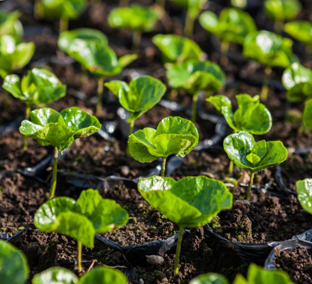 Coffee plants