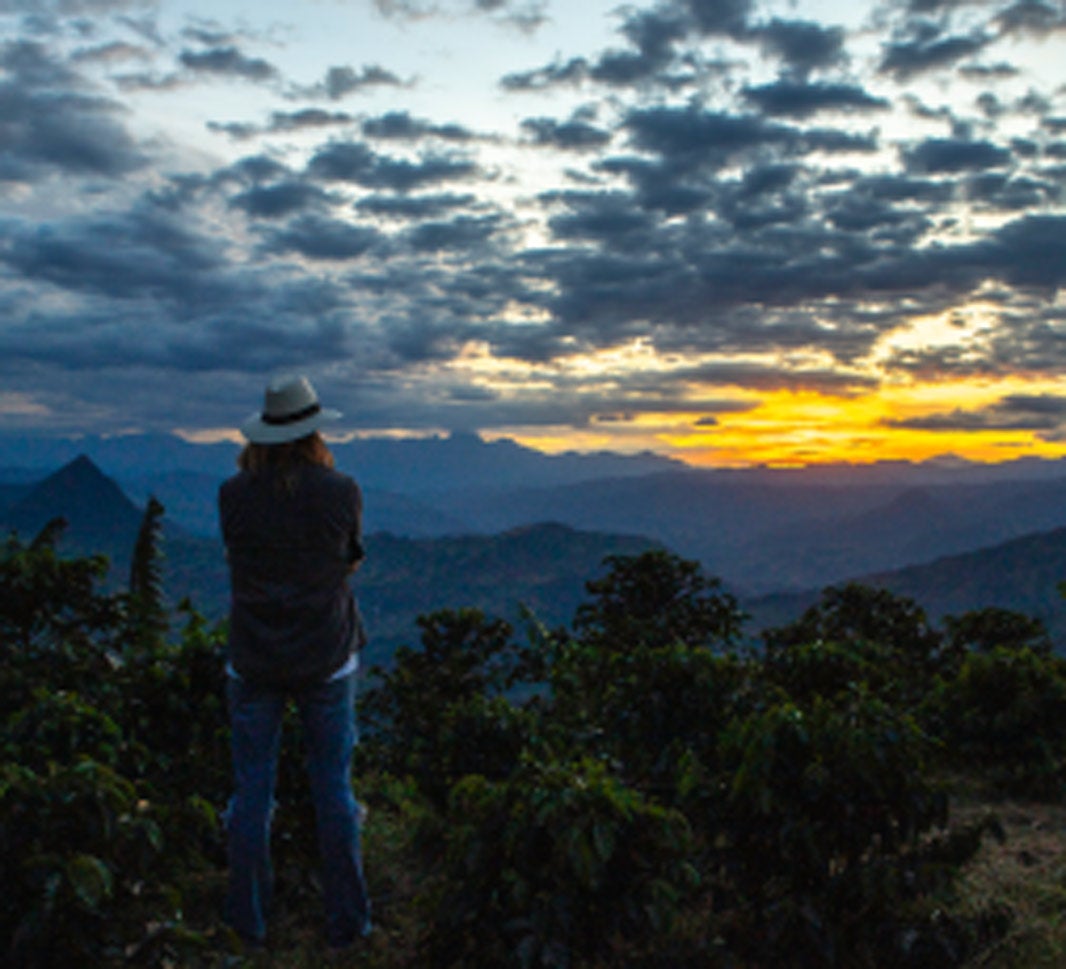 Sunset on coffee field