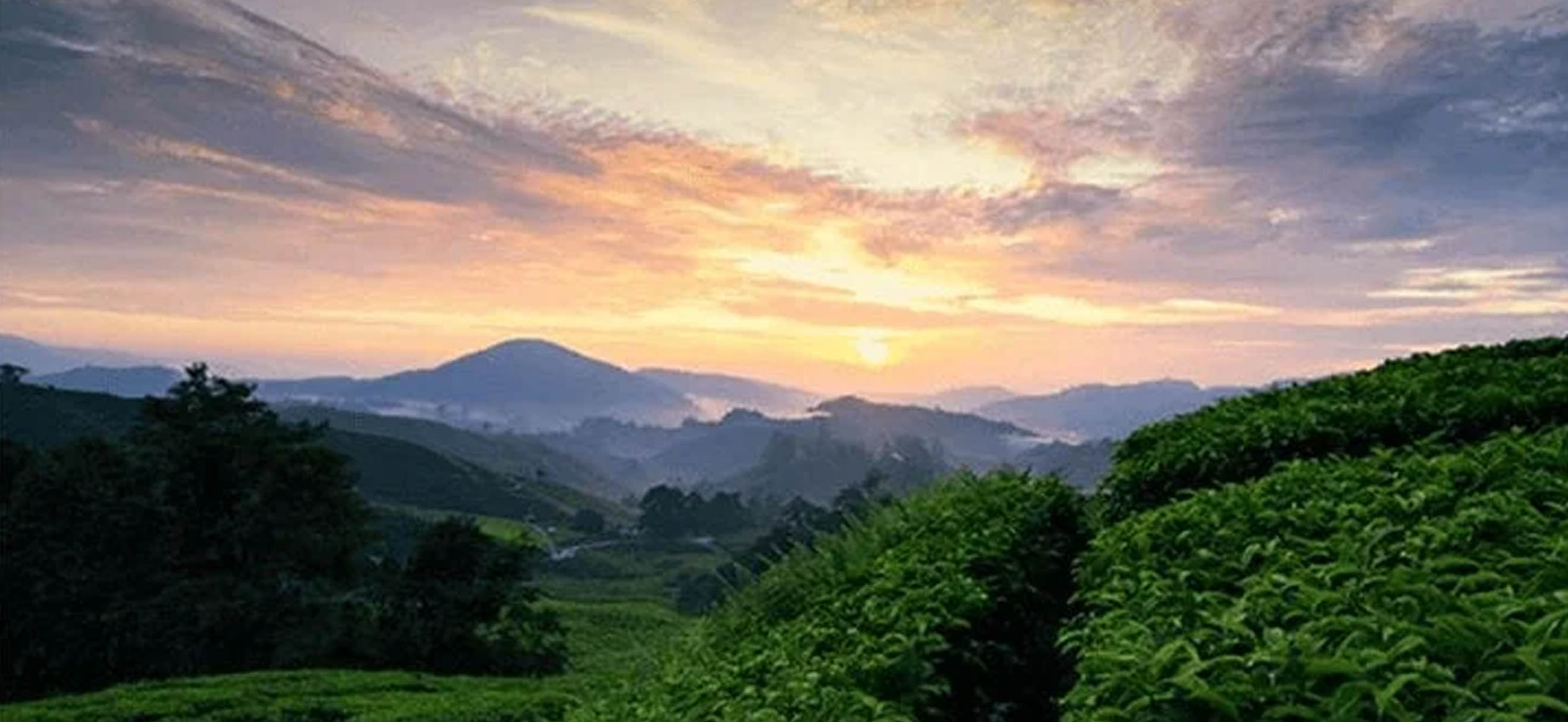 Coffee plantation in the sunset