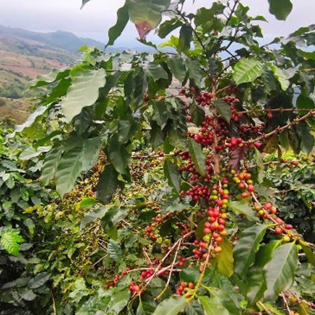 Arabica coffee beans