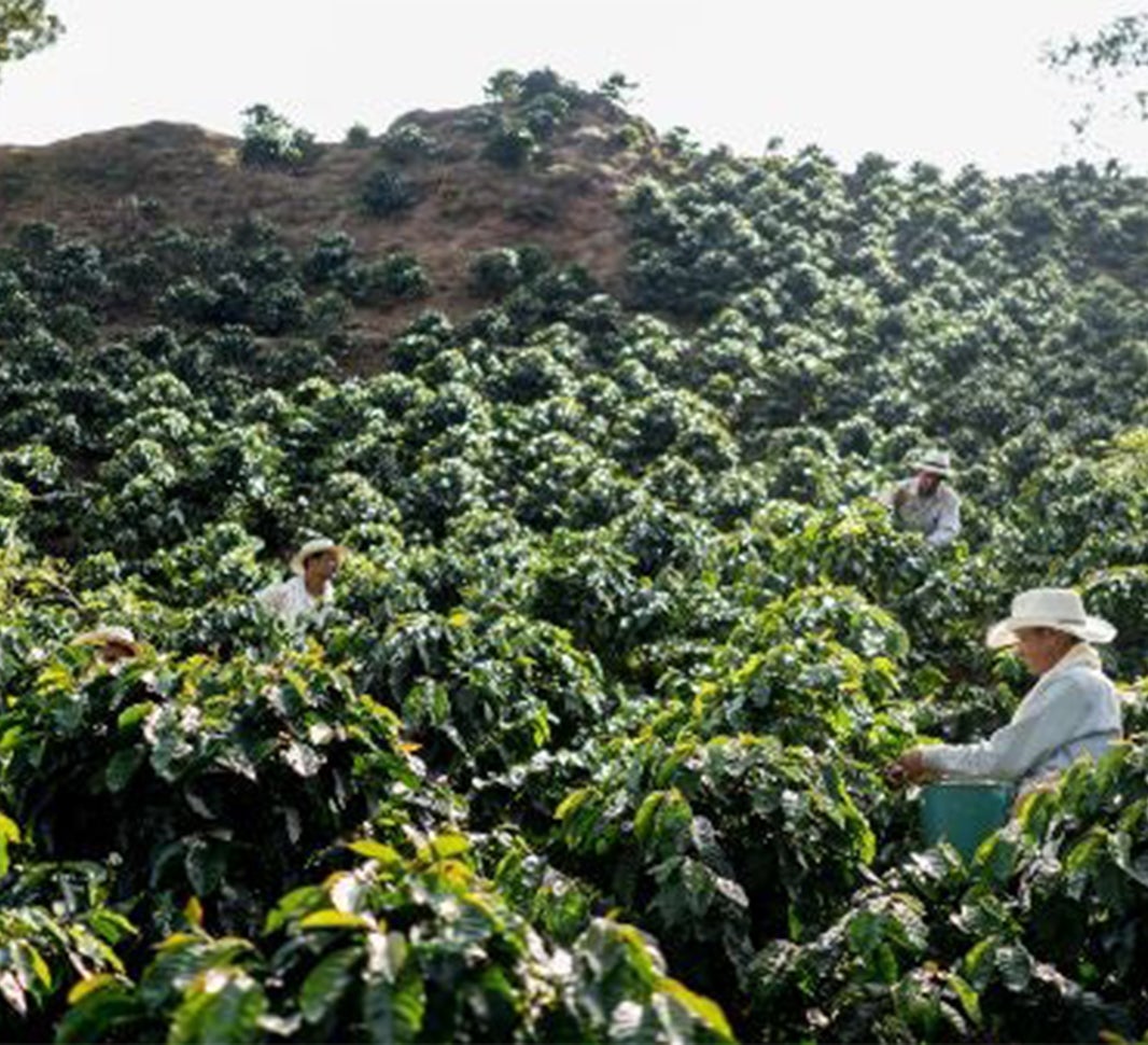 Colombian Coffee History