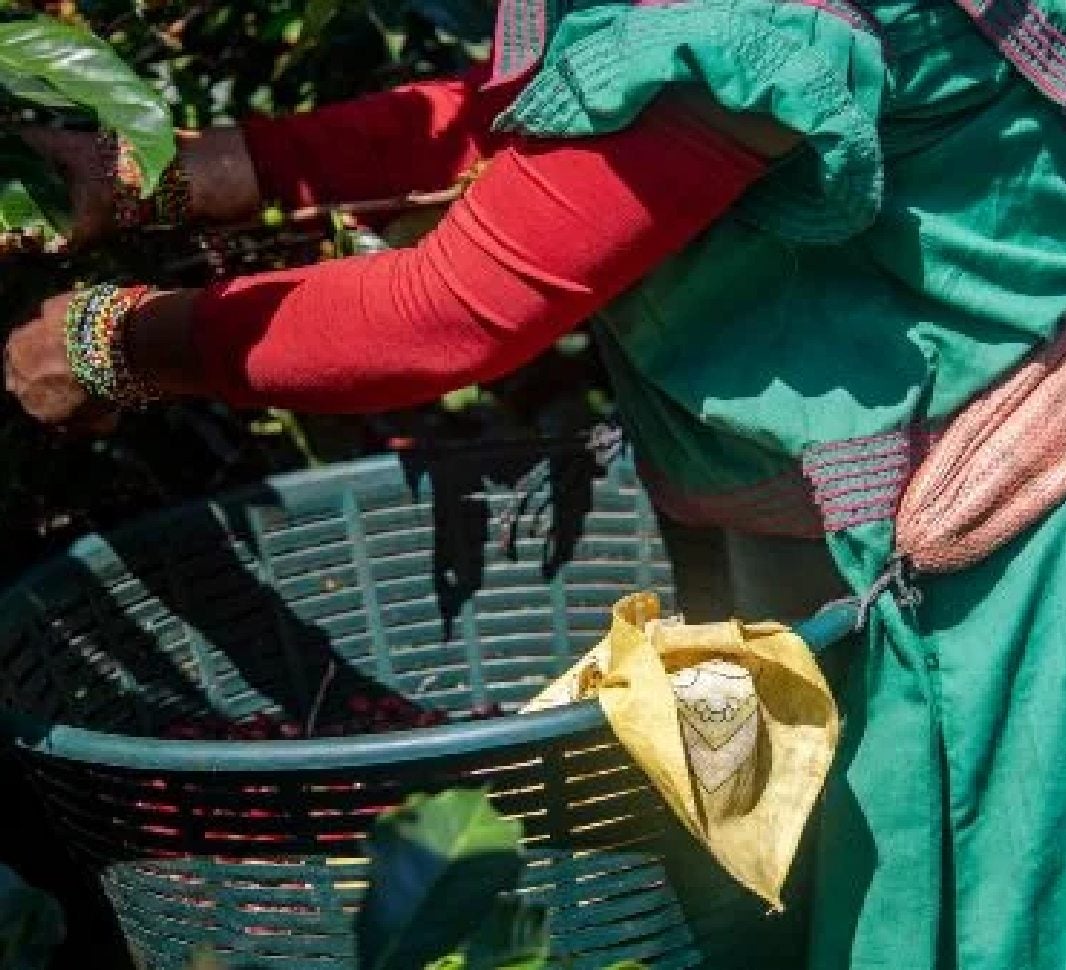Costa Rican Woman Harvesting Coffee Beans