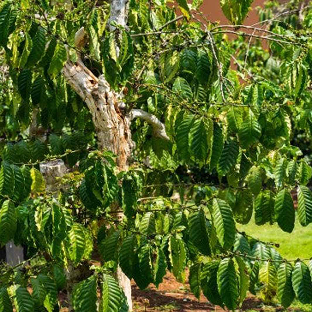 Excelsa Coffee beans