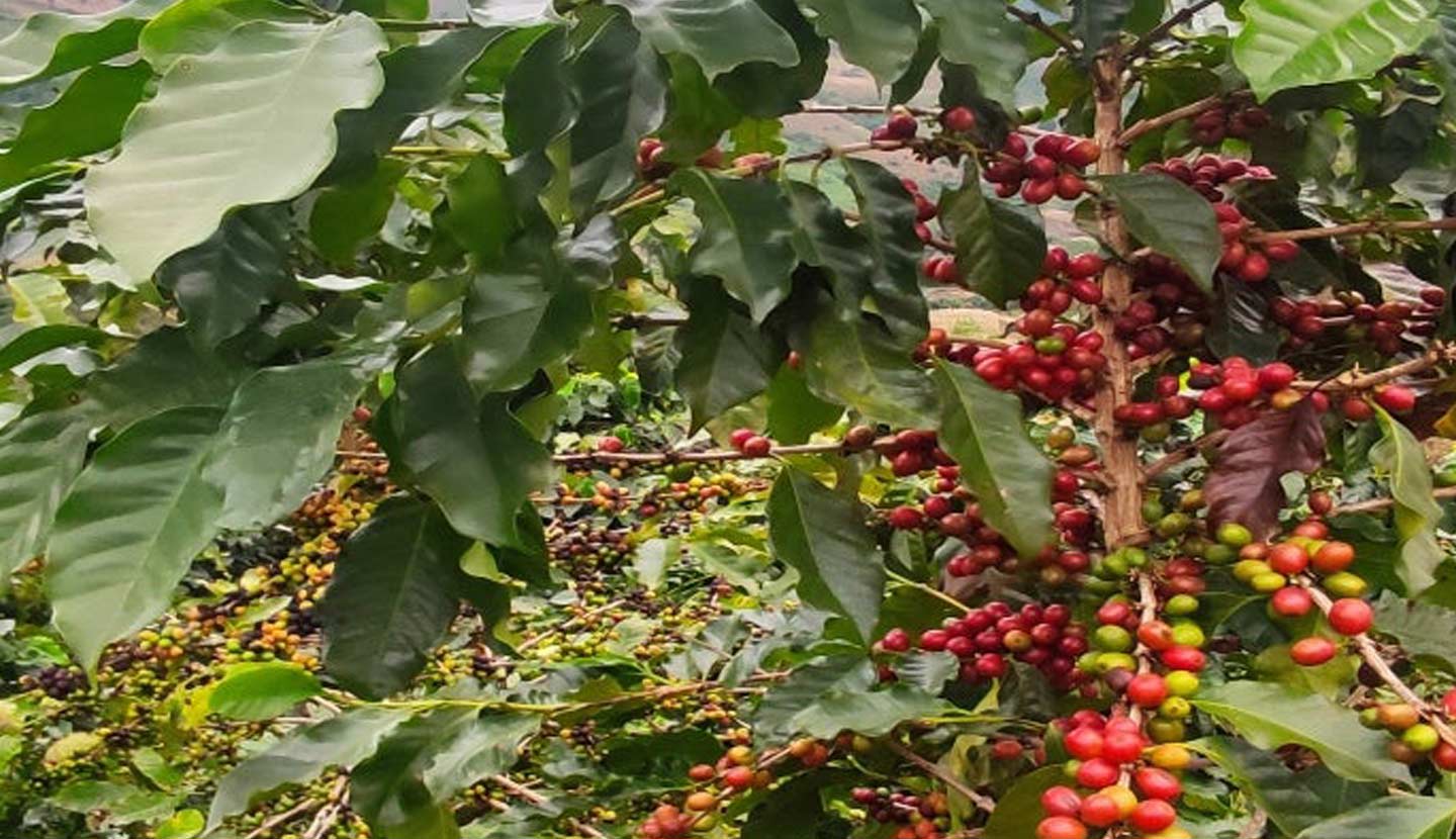 Types Of Coffee Beans: Their Similarities and Differences