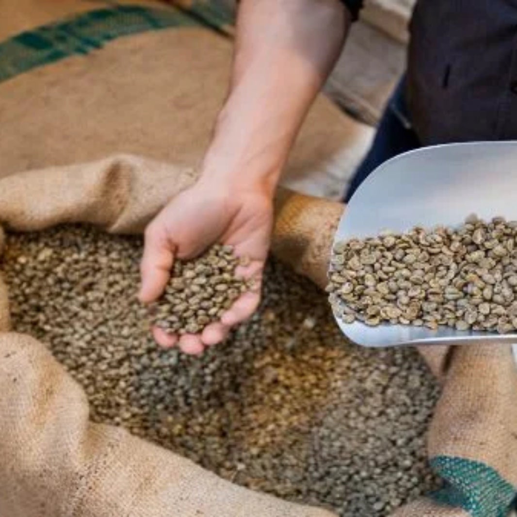 Man picking coffee beans