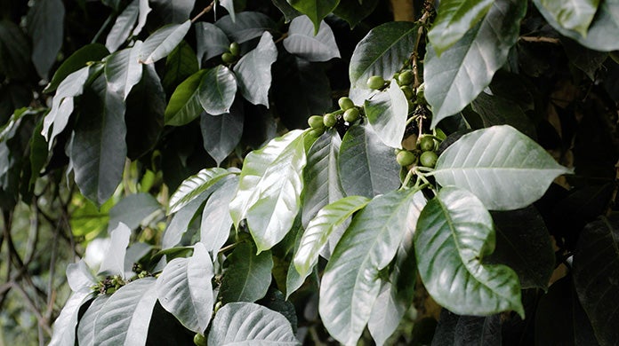 green coffee beans and tree