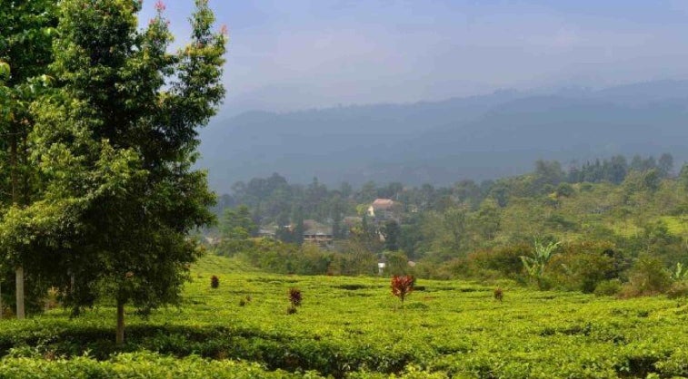Masony grid image