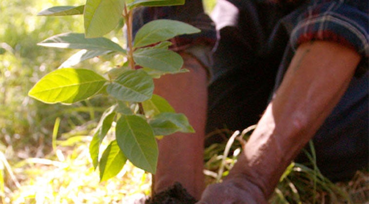 planting trees